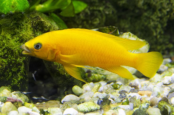 Лапрологус лелеупи