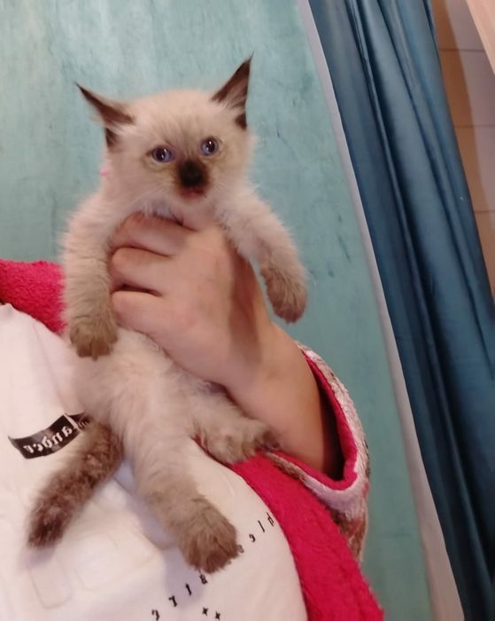 Ragdoll Băiețel frumos