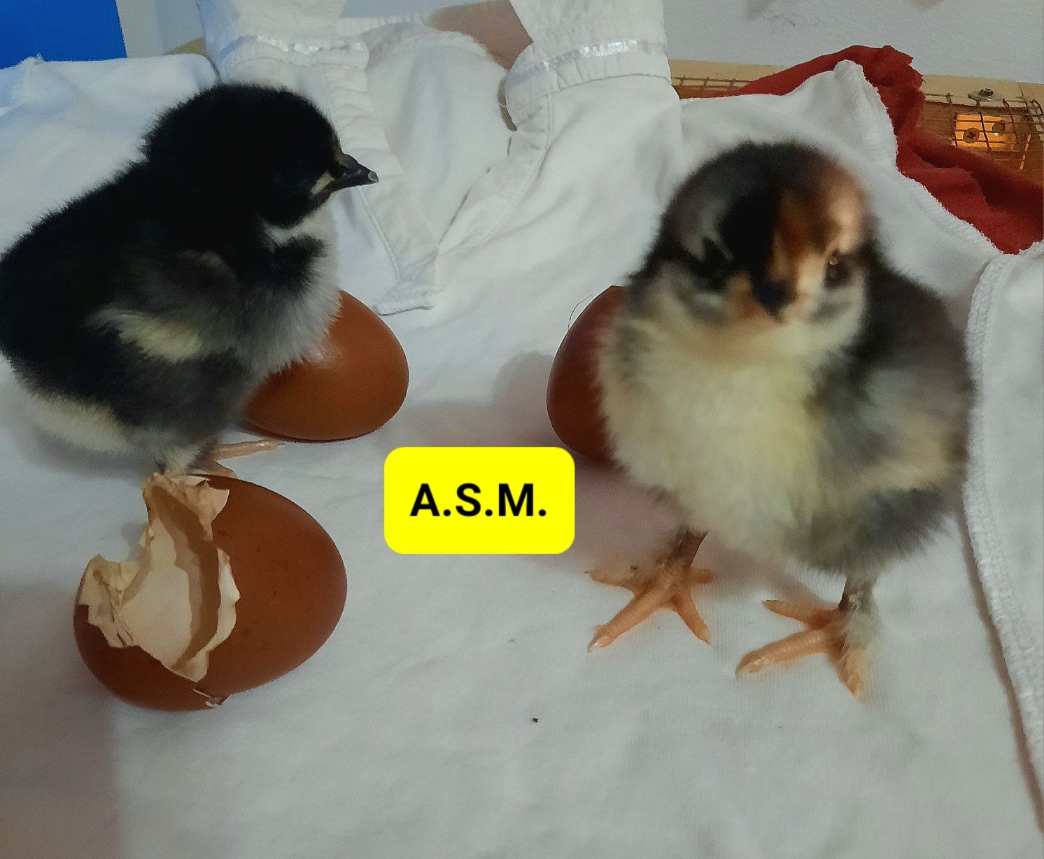 Pui Australorp Negru de 8 zile