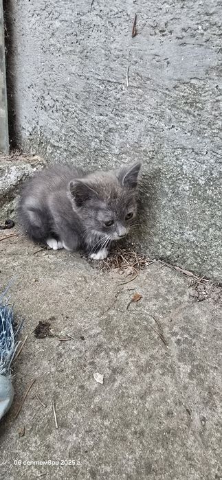 Котенца търсят дом