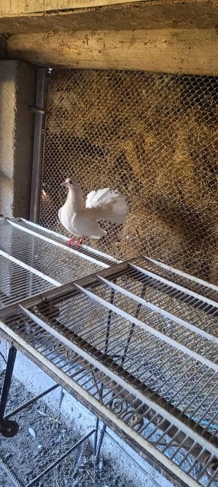 Vând porumbei înfoiați !