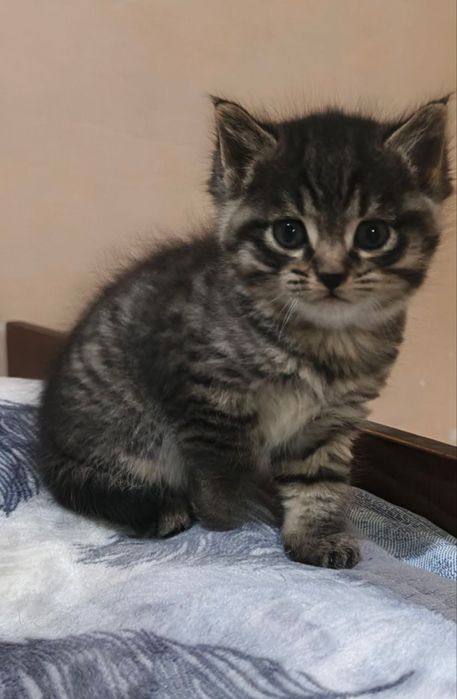 Котята, домашние мальчик и девочки