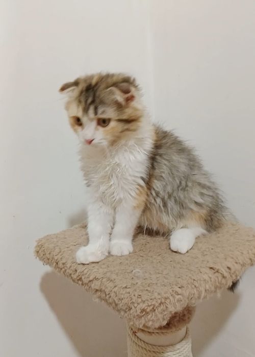Вислоухие котята