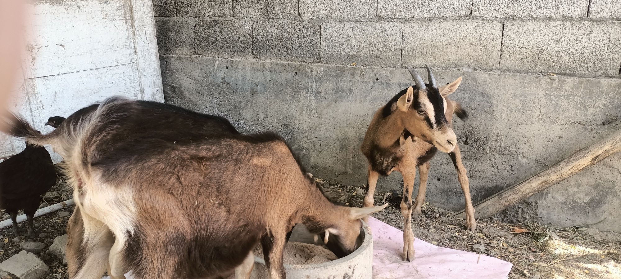 Alpin bollari sotiladi