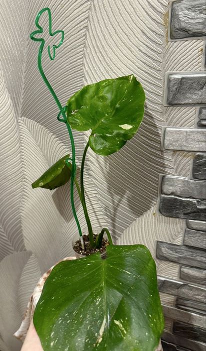 Продам монстера тайское созвездие