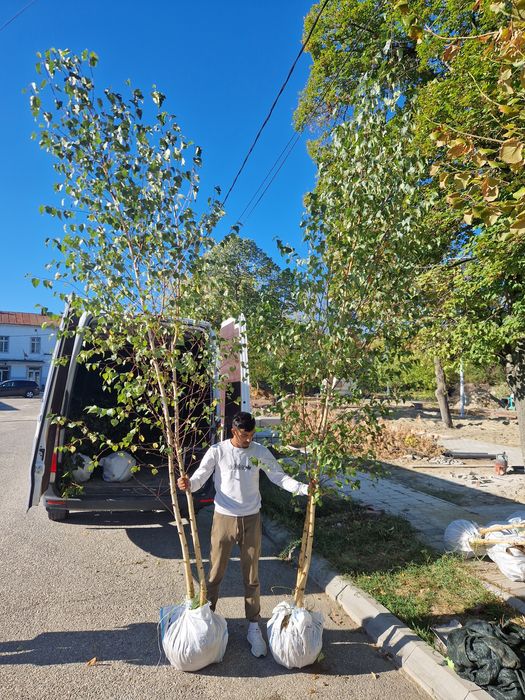 Arbori ornamentali/copaci ornamentali Mesteacan/tei/platan/stejar/arta