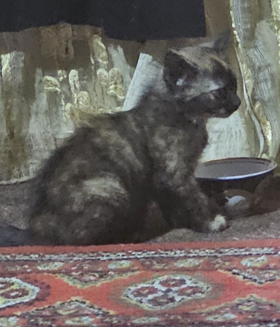 Котята, отдам в хорошие руки,