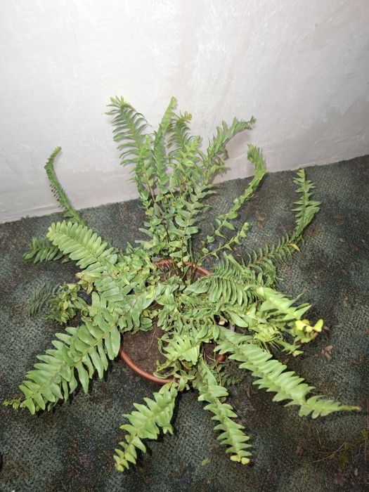 Продам свои комнатные растения срочно