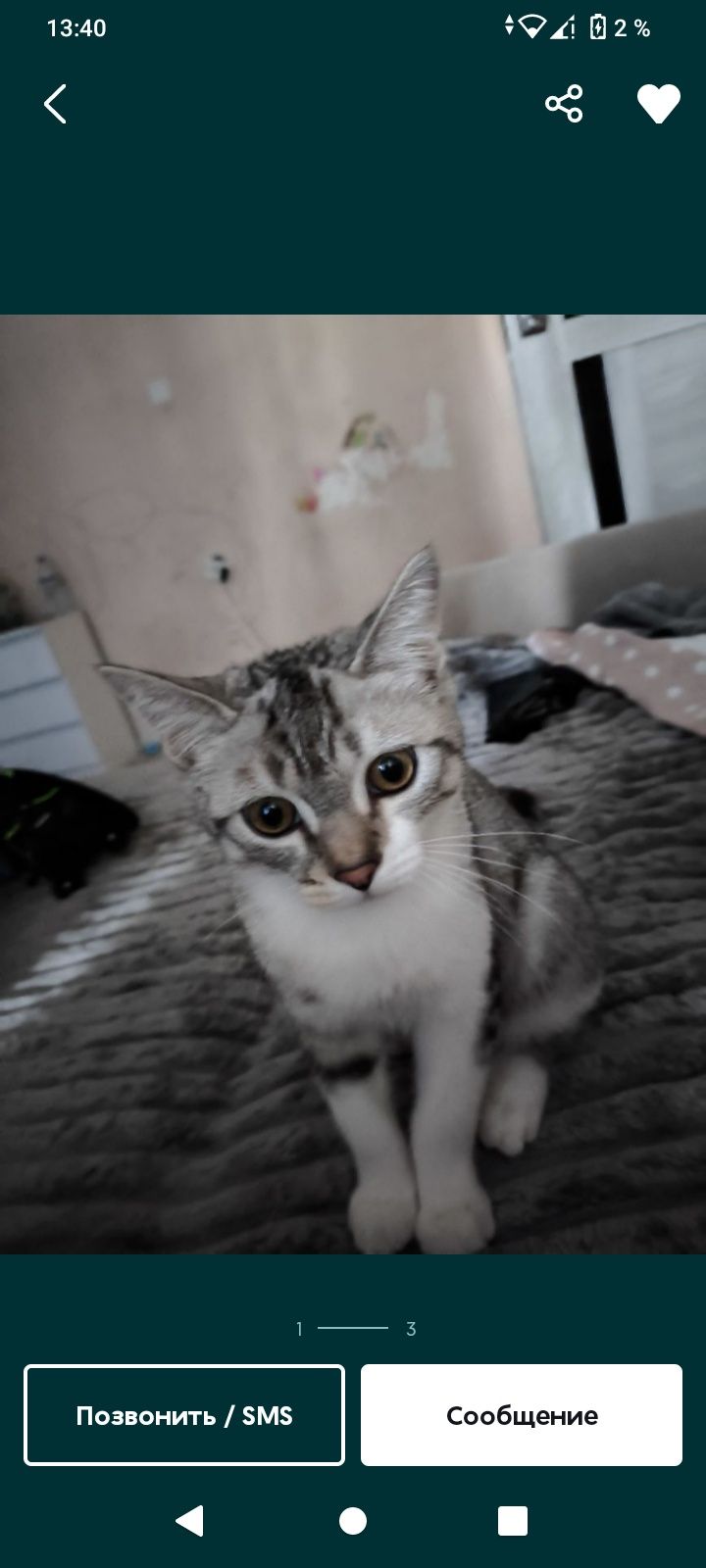 Котёнок 3 месячный