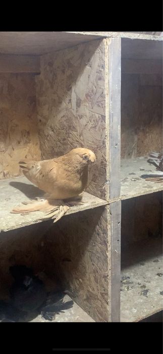 Голуби вольерные