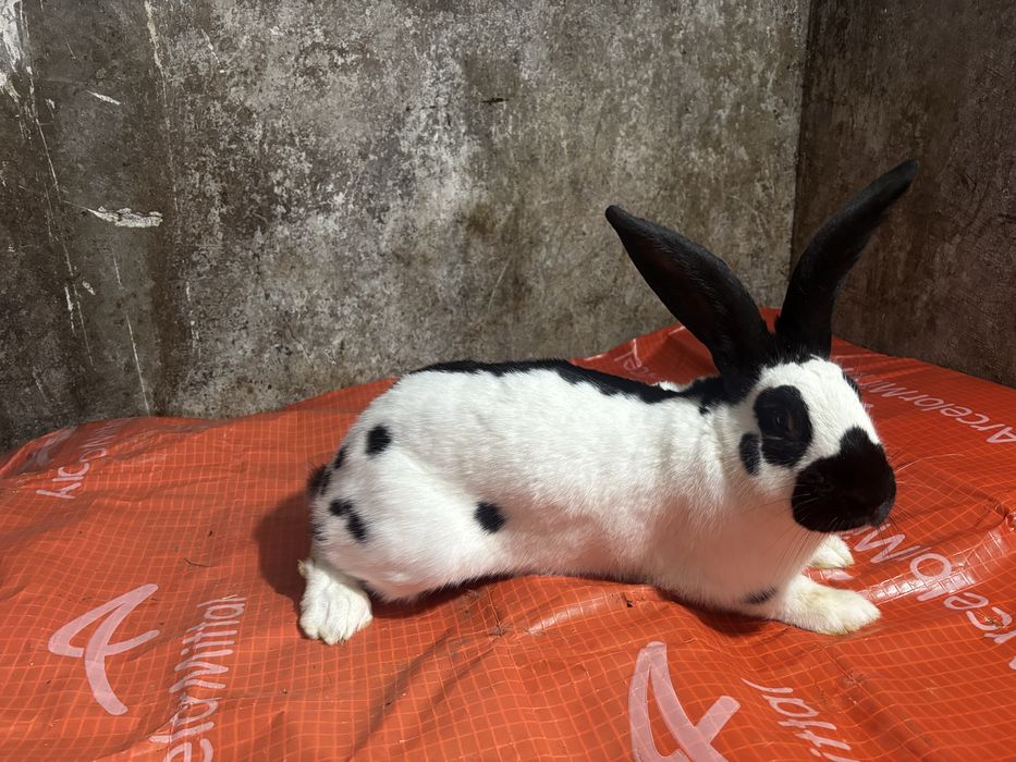 Mascul Fluture German