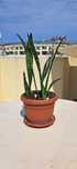 Сансевиера, Snake plant