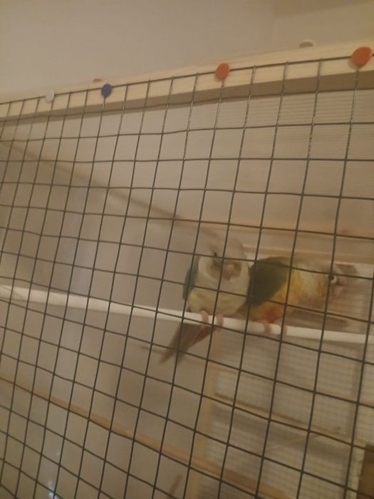 Pereche papagali pyrhurra molinae cu test ADN