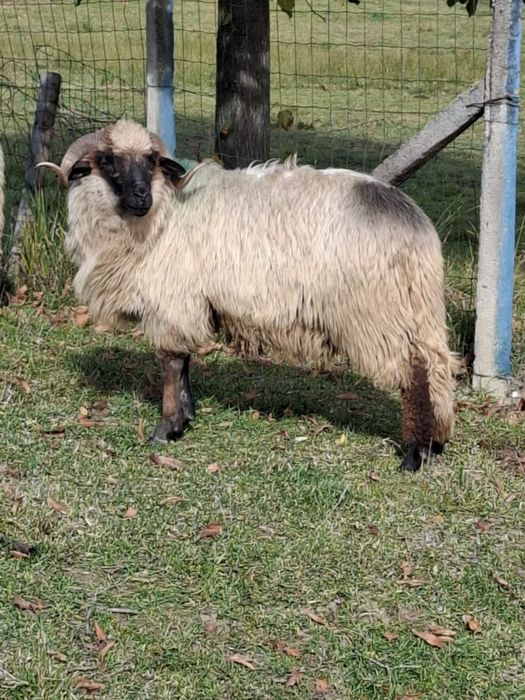 Mior vând sau schimb cu baloti