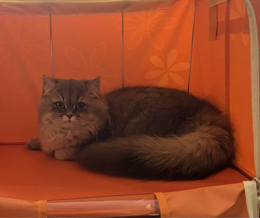 Продаются котята, Смесь персидкой и британской породы