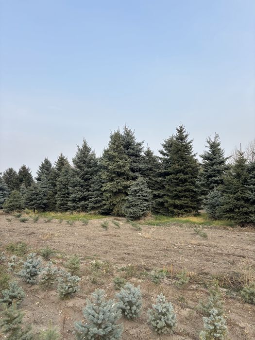 Елка крупномеры Голубая елка высокие 6-12 м