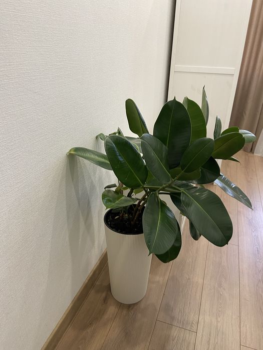 Продам фикус с кашпо