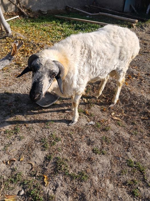 Домашний  животных .