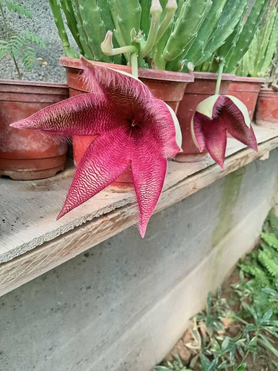 Стапелия /  Stapelia grandiflora