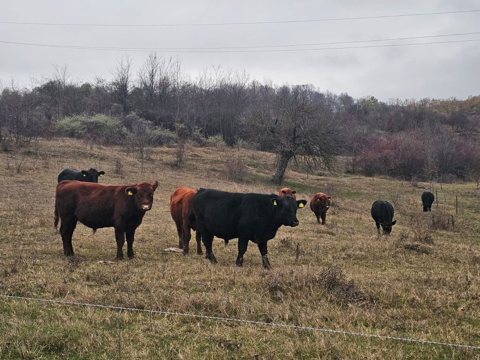 Tăurași black angus