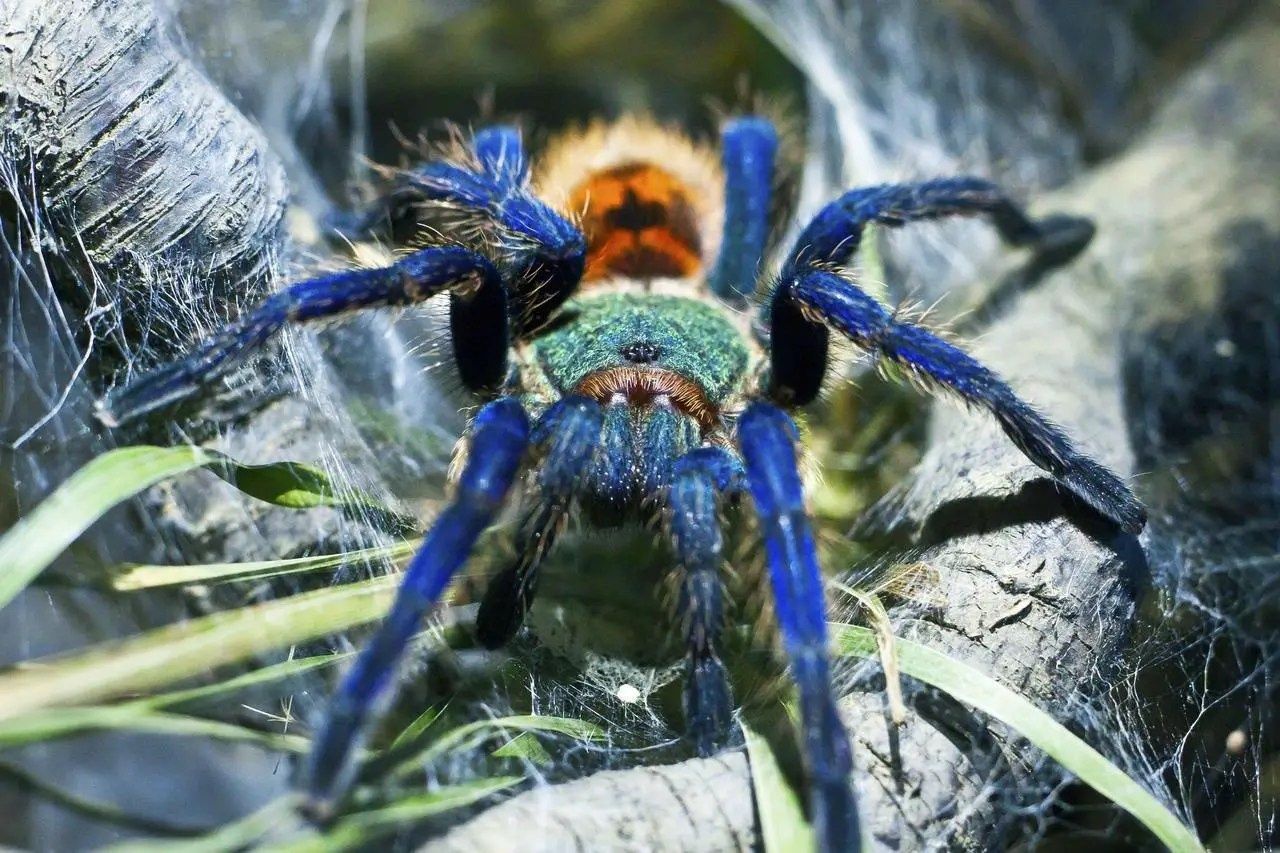 Chromatopelma cyaneopubescens - femela adulta 
Păianjeni