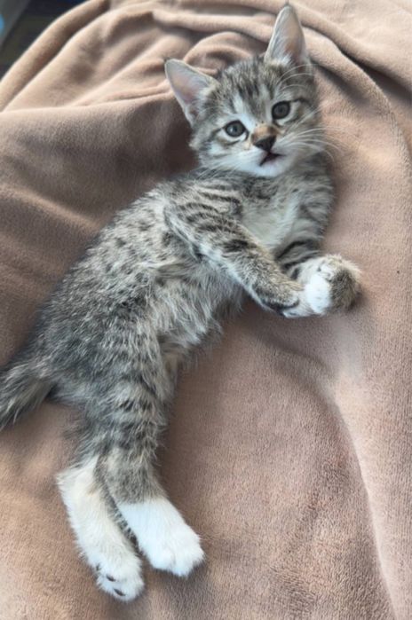 Отдаем котят в добрые руки