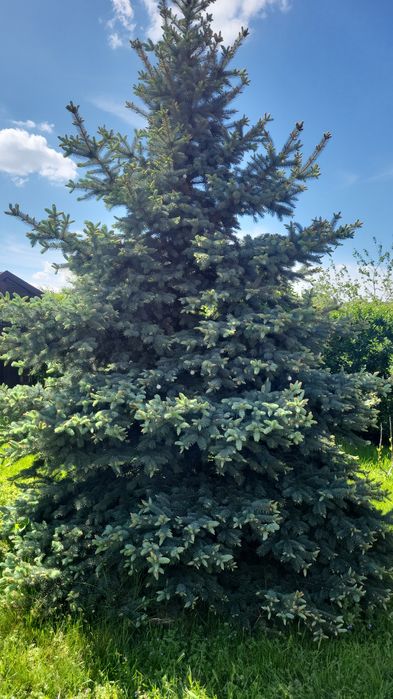 Brad argintiu natural