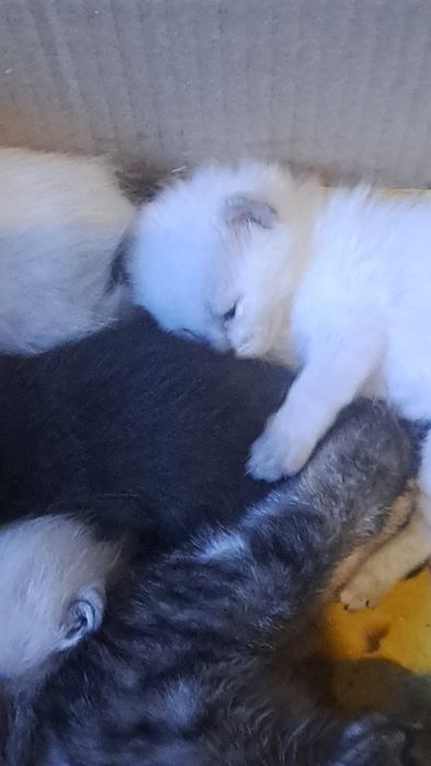 котята в хорошие руки