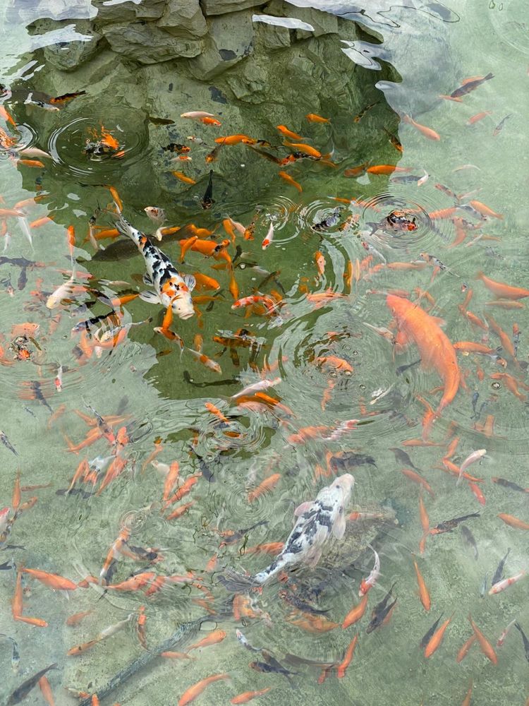 Pești  crap koi