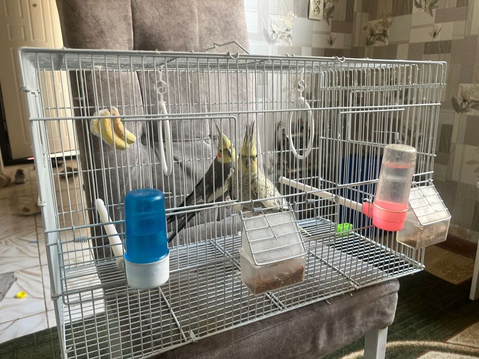 2 попугая корелла