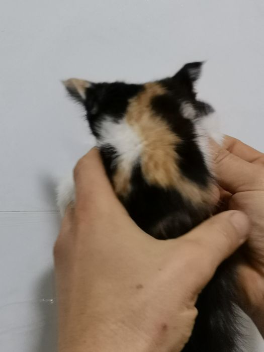 Котята в хорошие добрые руки