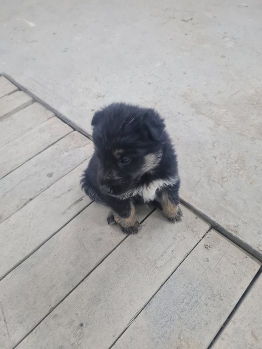 Немецкая овчарка