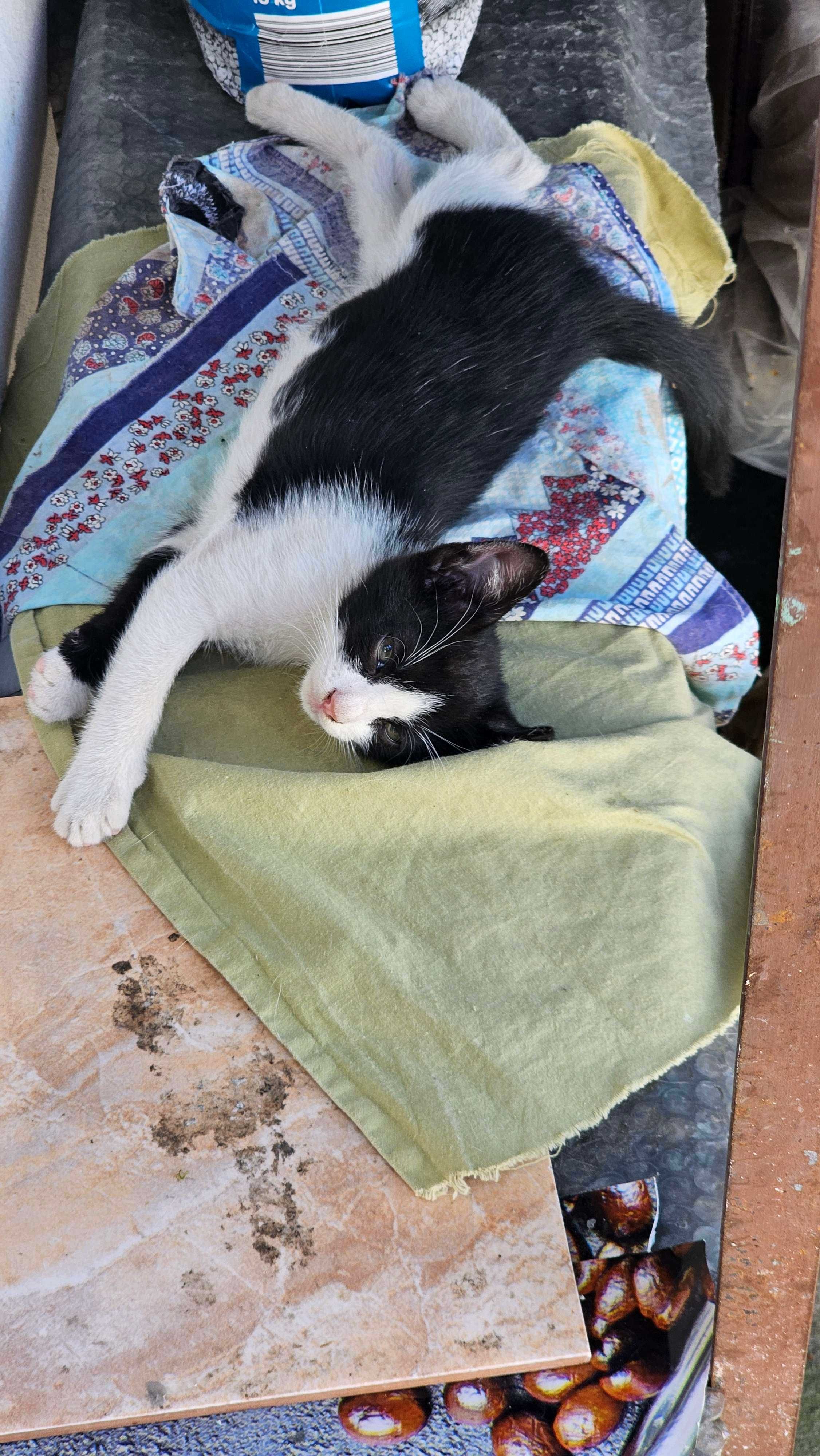 Se dau spre adoptie 2 pisicuti de 2 luni
