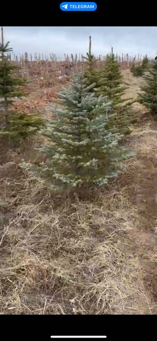 Голубой ел | Archa