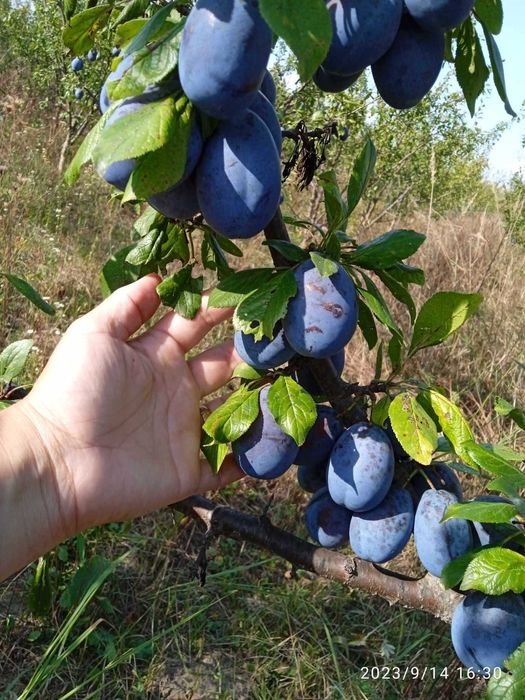 Teren intravilan 13600 mp