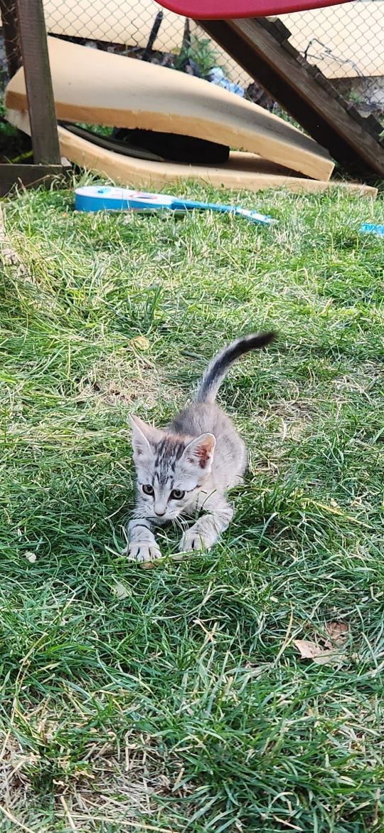 Подарявам малки котета