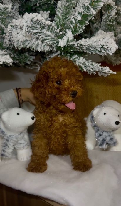 Пудел той / toy poodle