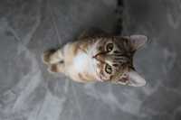 Продам котенка бенгальской породы (котята бенгалы)