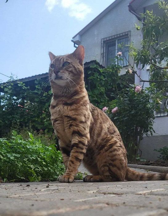 Бенгалски котенца търсят нов дом