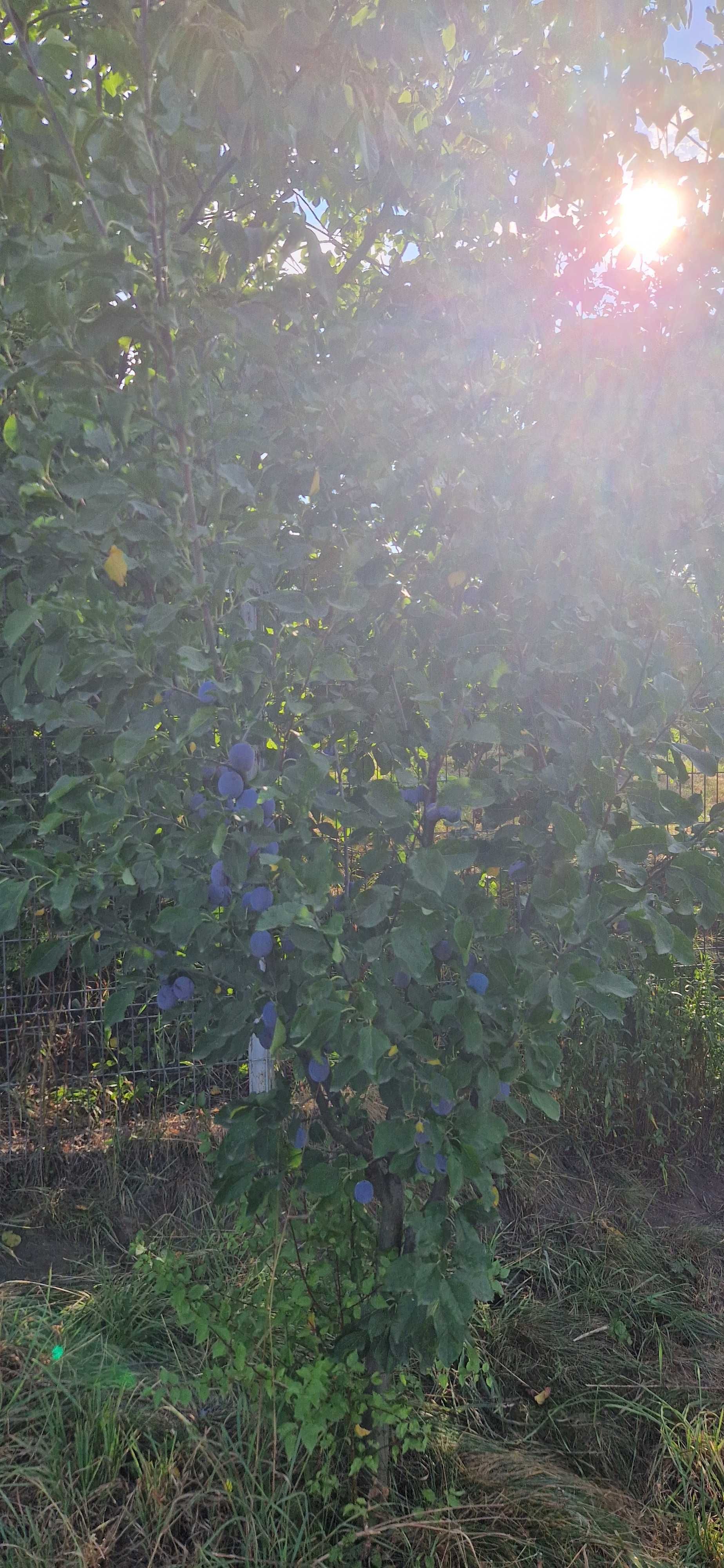 Prune de vânzare