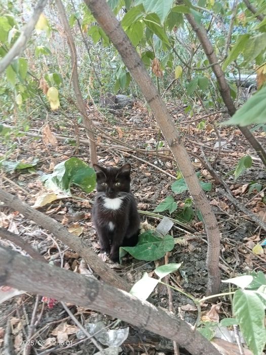 Котята в частный дом