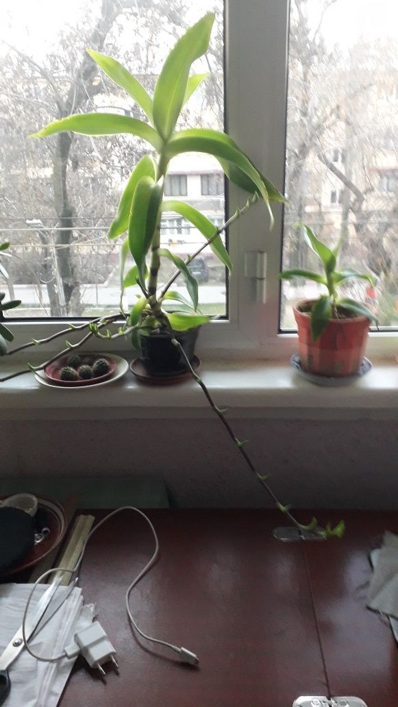 Продаю комнатные цветы