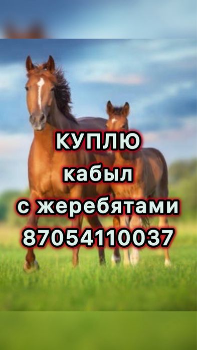 Кабыл с жеребятами и т.д.