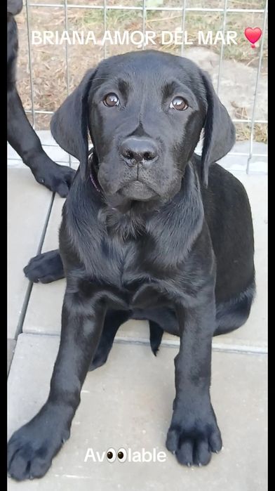 Labrador retriever