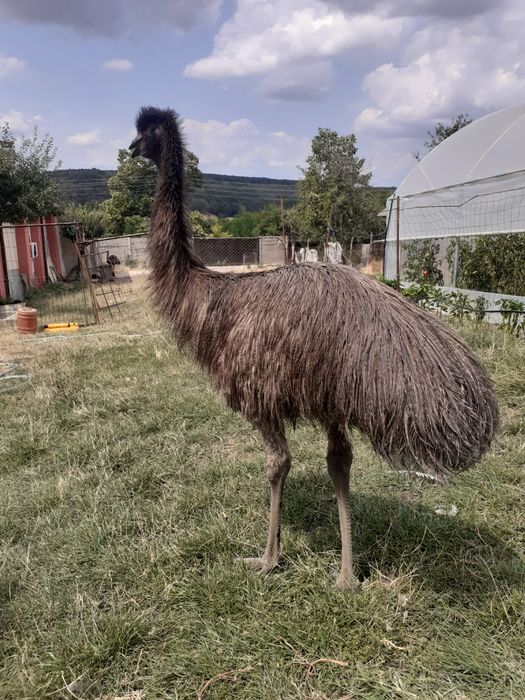 Struti emu de vânzare