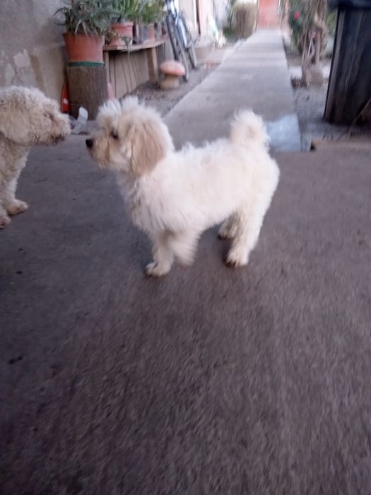 Caniche pudel alb