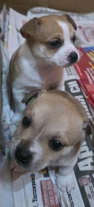 Кученца от дребна порода