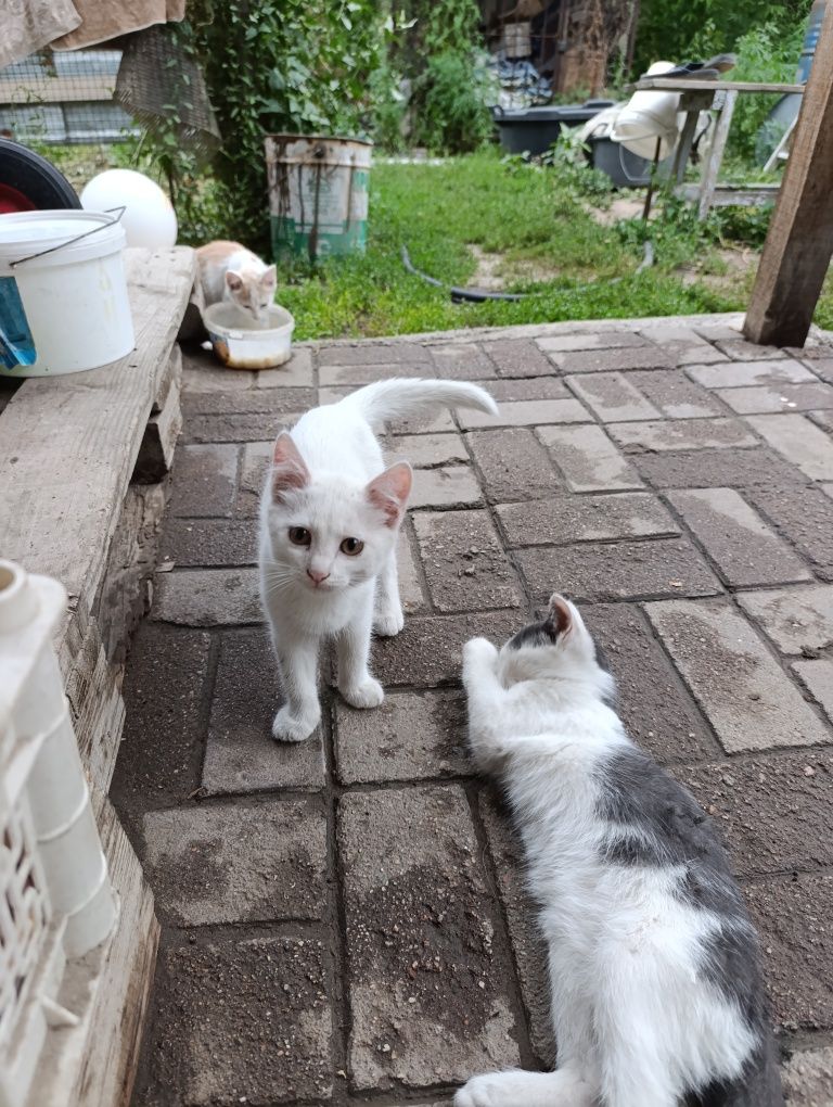 Отдам бесплатно котят мышаловов