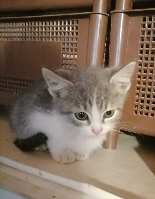 Малки котета си търсят дом