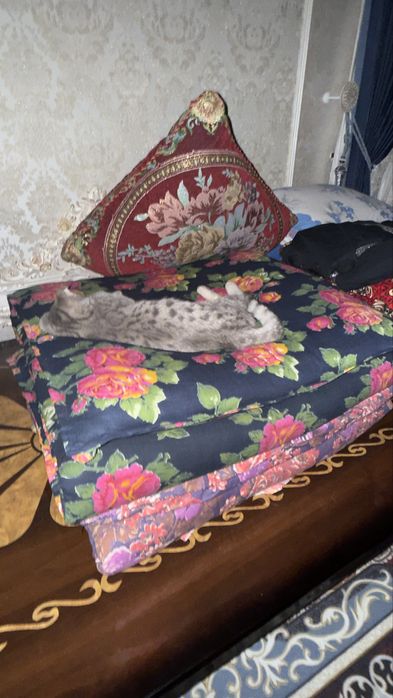mushuk sotiladi, zoti SCOTISH FOLD, 4 oylik, ogil bola
